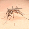 aedes aegypti blood GIF