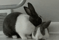 bunny rabbit GIF