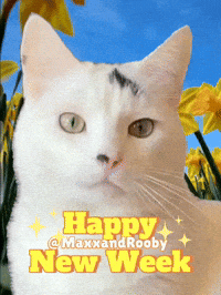 Happy Cat GIF