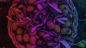 GIF by Foze zeytin