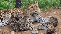 Leopard Cubs Cuddle With Their Mom at Cheyenne Mountain Zoo