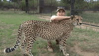 Adult Cheetah Cuddles With Volunteer