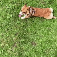 Cute Dog GIF