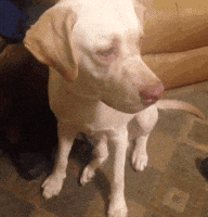 dog birthday GIF