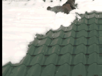 shi GIF