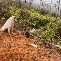 cuteanimalland giphyupload GIF