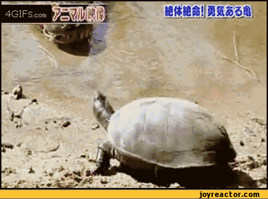 tony turtle GIF