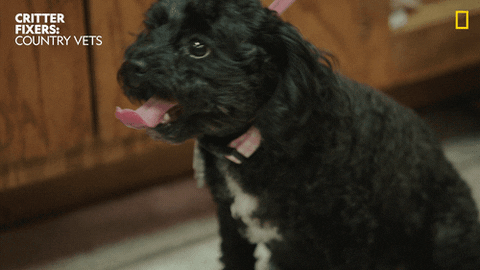 National Geographic Reaction GIF by Nat Geo Wild
