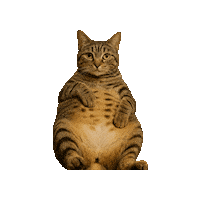 Cat Sticker by Lasca Fox