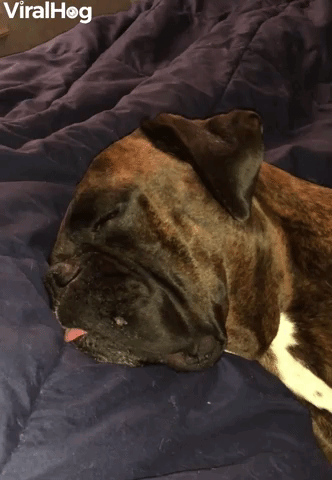 Doggy Still Sounds Cute While Snoring Away