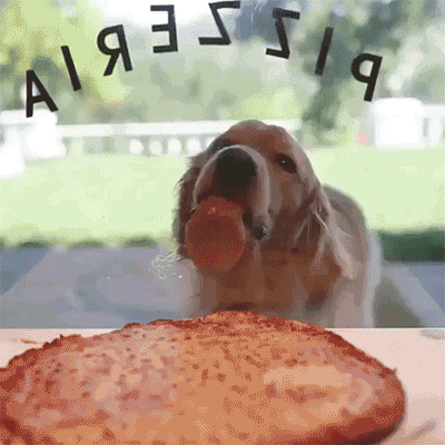 cuteanimalland giphyupload GIF