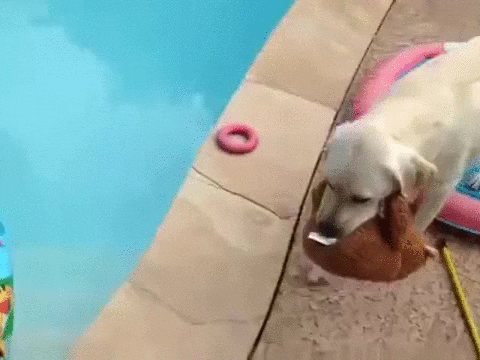 dog pools GIF