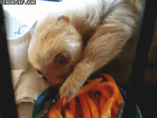 carrot eating GIF by Cheezburger