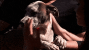 HallmarkChannel dog puppy dogs country music GIF