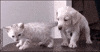 animal friendship GIF