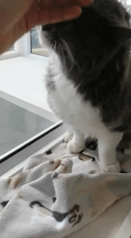 SPCA giphyupload GIF