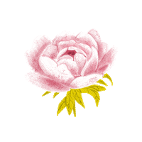 dhefloriano flower plant garden rosa Sticker