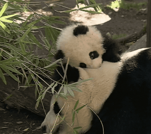 baby animals lol GIF by San Diego Zoo