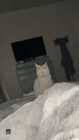 Camera Flash Turns Cute Kitty Into Nightmare