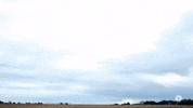 south carolina GIF