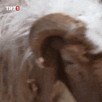 Wake Up What GIF by TRT