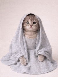 Cat Kitten GIF