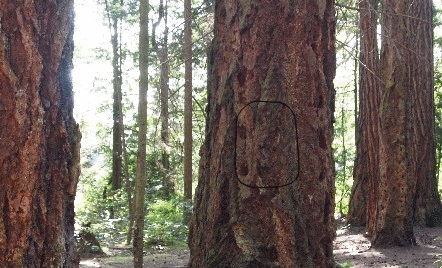 coffee character GIF by CsaK