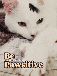 White Cat GIF