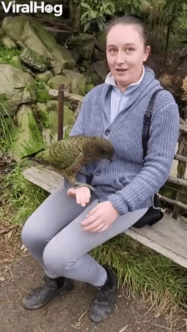 In New Zealand, Alpine Parrots Pets You 