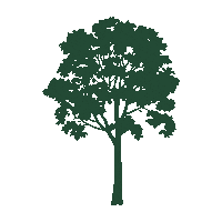 hfsah green tree tre اخضر Sticker