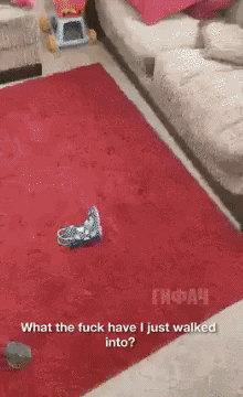 GifVif giphyupload spaghetti cat GIF