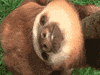 sleep blink GIF
