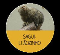 menoresbichosdobrasil monkey brasil amazon brazil GIF