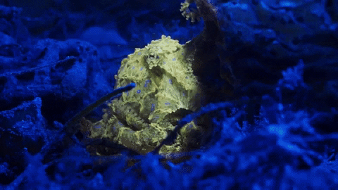 Blue Ringed Octopus Creature GIF by OctoNation® The Largest Octopus Fan Club!
