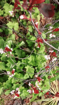 Grow Good Morning GIF