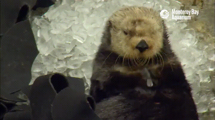 freeze wa GIF