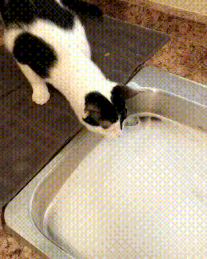 oh GIF