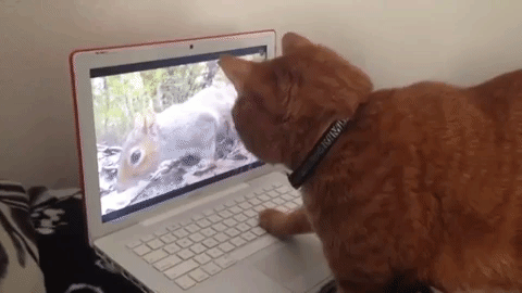cat laptop GIF