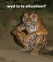 Tiger Situation GIF