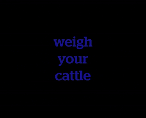 DatamarsLivestock giphyupload cattle livestock weigh GIF