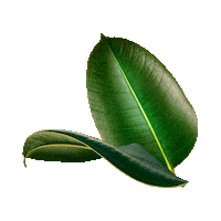 Flower Plants Sticker by Envie de salle de bain