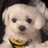 Dog Byul GIF