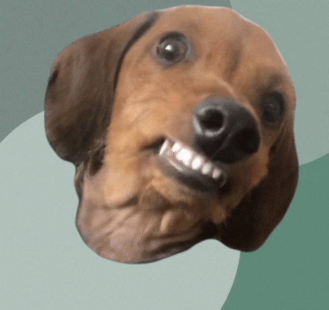 Naschhund giphyupload treat hundefutter hundeliebe GIF