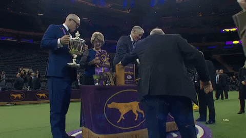 westminster dog show wkc 2018 GIF by Westminster Kennel Club