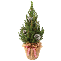 Christmas Tree Sticker by Mein schöner Garten
