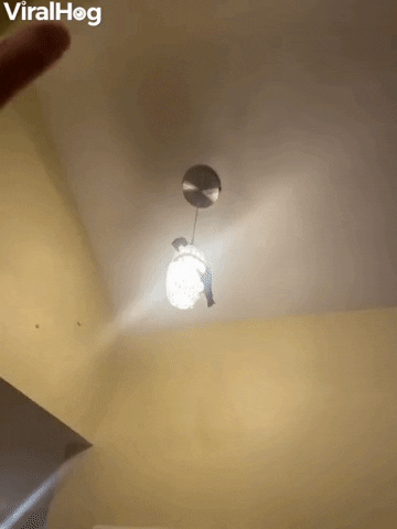 Sugar Gliders Leap From Hanging Light GIF by ViralHog