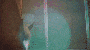 horse hors avey tare farmwave GIF