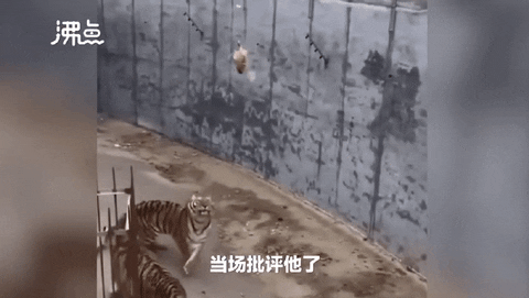 cuteanimalland giphyupload GIF