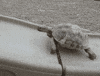 Slide Reaction GIF