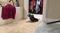 Puppy Thief Steals All the Things